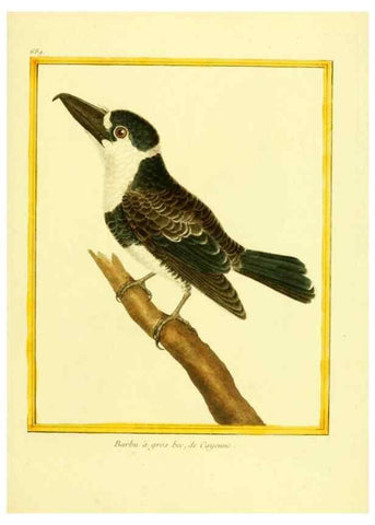 Reproducción/Reproduction 49640379957: Planches enluminées d'histoire naturelle. Paris? :s.n.,1765-1783?. 