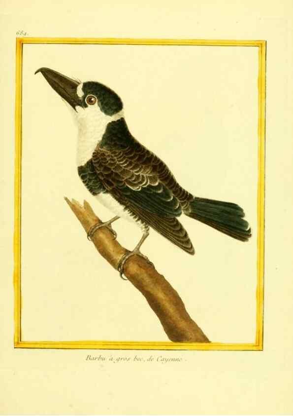 Reproducción/Reproduction 49640379957: Planches enluminées d'histoire naturelle. Paris? :s.n.,1765-1783?. 