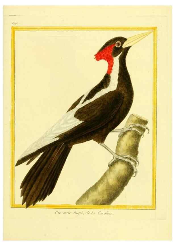 Reproducción/Reproduction 49639583368: Planches enluminées d'histoire naturelle. Paris? :s.n.,1765-1783?. 