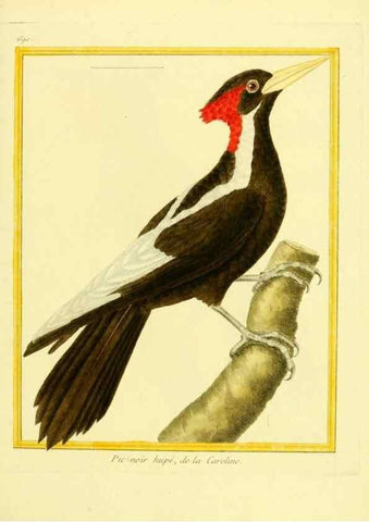 Reproducción/Reproduction 49639583368: Planches enluminées d'histoire naturelle. Paris? :s.n.,1765-1783?. 