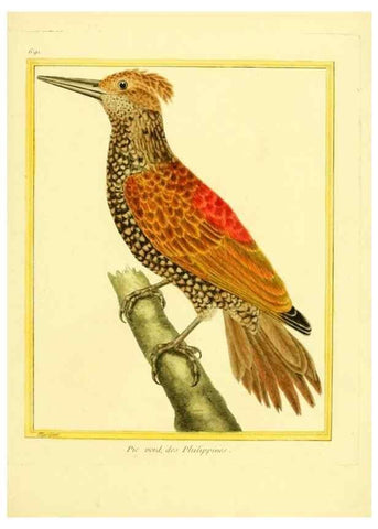 Reproducción/Reproduction 49640380417: Planches enluminées d'histoire naturelle. Paris? :s.n.,1765-1783?. 