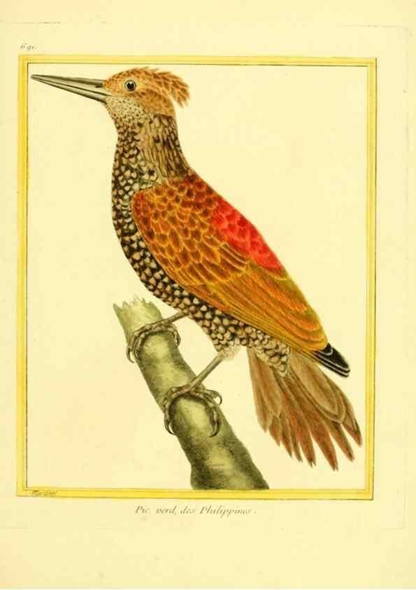 Reproducción/Reproduction 49640380417: Planches enluminées d'histoire naturelle. Paris? :s.n.,1765-1783?. 