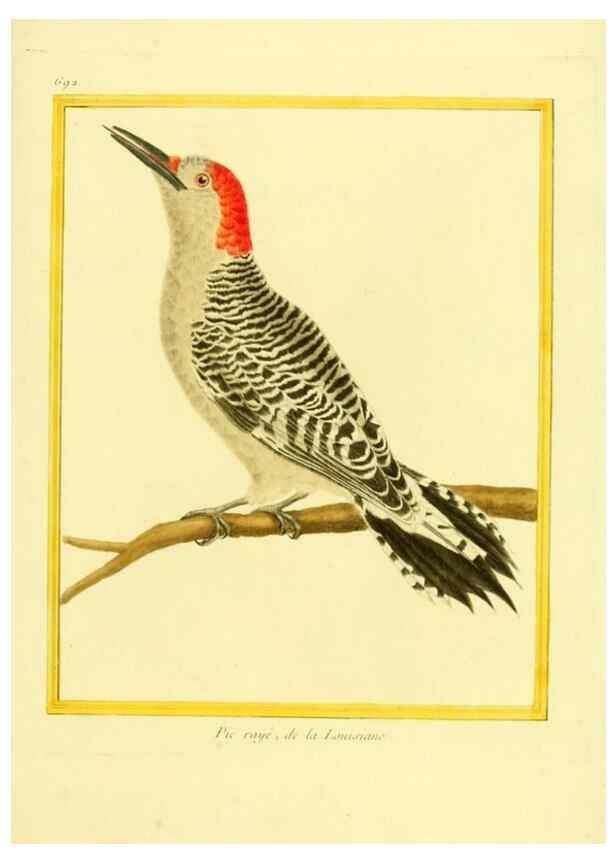 Reproducción/Reproduction 49640380662: Planches enluminées d'histoire naturelle. Paris? :s.n.,1765-1783?. 