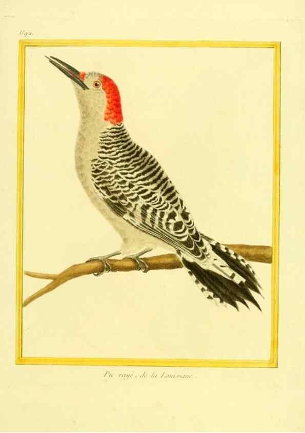 Reproducción/Reproduction 49640380662: Planches enluminées d'histoire naturelle. Paris? :s.n.,1765-1783?. 