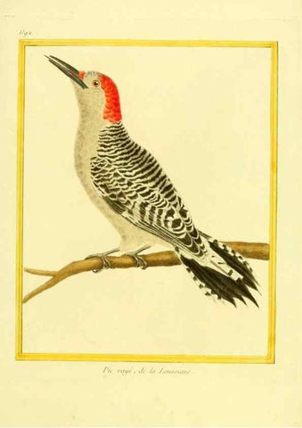 Reproducción/Reproduction 49640380662: Planches enluminées d'histoire naturelle. Paris? :s.n.,1765-1783?. 