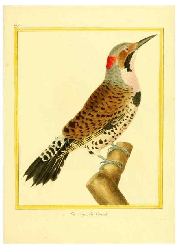 Reproducción/Reproduction 49639584023: Planches enluminées d'histoire naturelle. Paris? :s.n.,1765-1783?. 