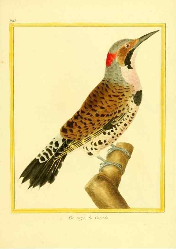 Reproducción/Reproduction 49639584023: Planches enluminées d'histoire naturelle. Paris? :s.n.,1765-1783?. 
