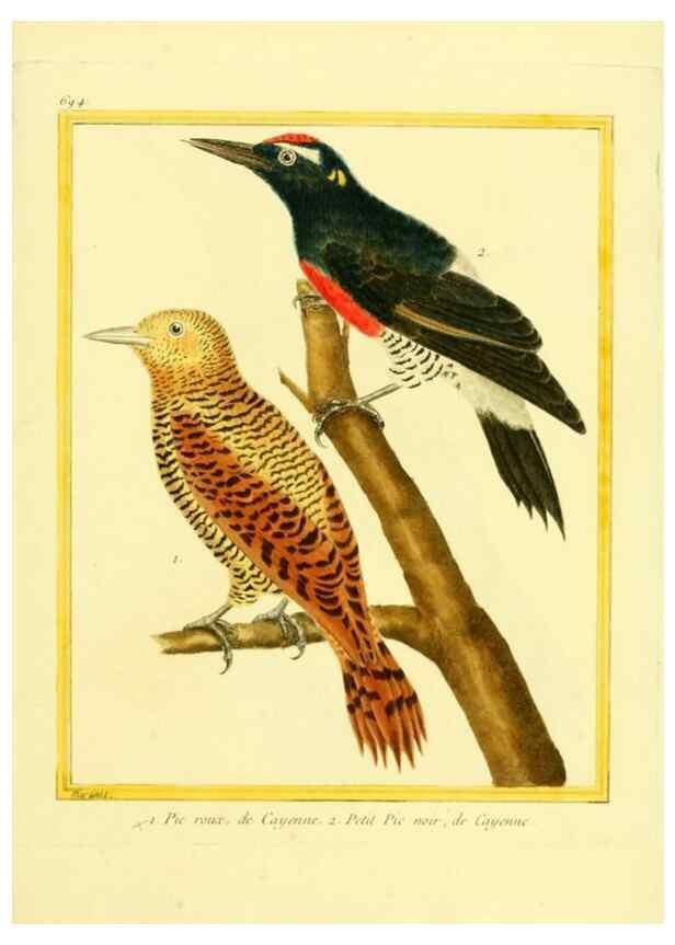 Reproducción/Reproduction 49639584188: Planches enluminées d'histoire naturelle. Paris? :s.n.,1765-1783?. 