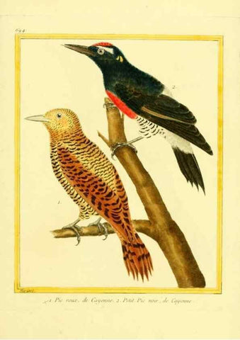 Reproducción/Reproduction 49639584188: Planches enluminées d'histoire naturelle. Paris? :s.n.,1765-1783?. 