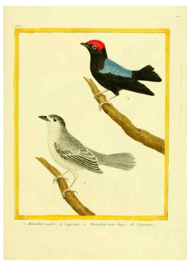 Reproducción/Reproduction 49640106766: Planches enluminées d'histoire naturelle. Paris? :s.n.,1765-1783?. 