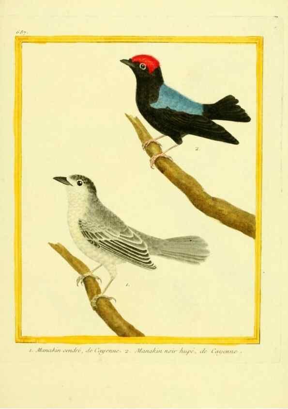 Reproducción/Reproduction 49640106766: Planches enluminées d'histoire naturelle. Paris? :s.n.,1765-1783?. 
