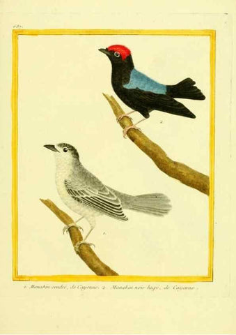 Reproducción/Reproduction 49640106766: Planches enluminées d'histoire naturelle. Paris? :s.n.,1765-1783?. 
