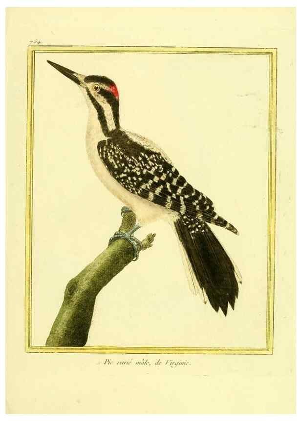 Reproducción/Reproduction 49639617728: Planches enluminées d'histoire naturelle. Paris? :s.n.,1765-1783?. 