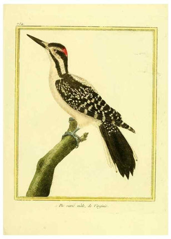 Reproducción/Reproduction 49639617728: Planches enluminées d'histoire naturelle. Paris? :s.n.,1765-1783?. 