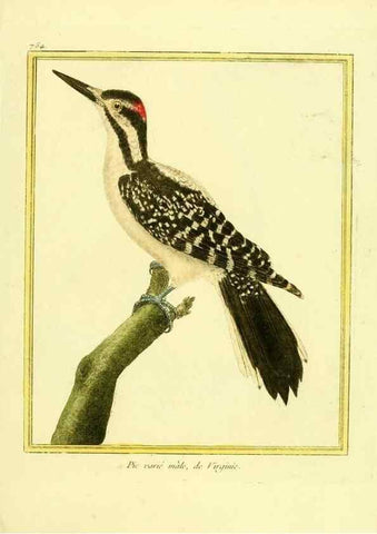 Reproducción/Reproduction 49639617728: Planches enluminées d'histoire naturelle. Paris? :s.n.,1765-1783?. 
