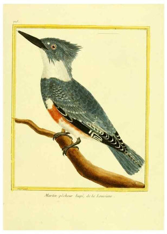 Reproducción/Reproduction 49639607633: Planches enluminées d'histoire naturelle. Paris? :s.n.,1765-1783?. 