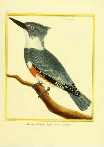 Reproducción/Reproduction 49639607633: Planches enluminées d'histoire naturelle. Paris? :s.n.,1765-1783?. 