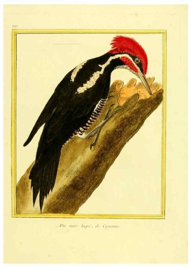 Reproducción/Reproduction 49639608183: Planches enluminées d'histoire naturelle. Paris? :s.n.,1765-1783?. 