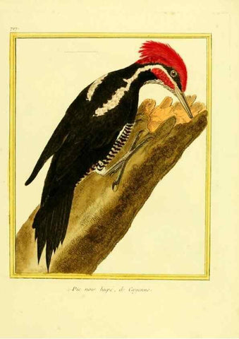 Reproducción/Reproduction 49639608183: Planches enluminées d'histoire naturelle. Paris? :s.n.,1765-1783?. 
