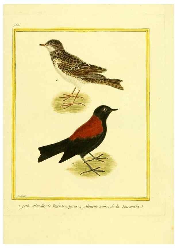 Reproducción/Reproduction 49640409547: Planches enluminées d'histoire naturelle. Paris? :s.n.,1765-1783?. 