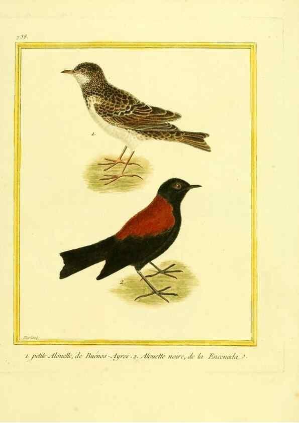 Reproducción/Reproduction 49640409547: Planches enluminées d'histoire naturelle. Paris? :s.n.,1765-1783?. 