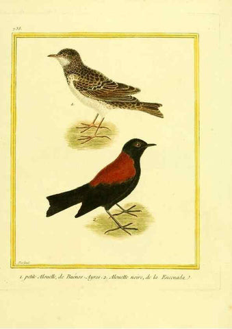 Reproducción/Reproduction 49640409547: Planches enluminées d'histoire naturelle. Paris? :s.n.,1765-1783?. 