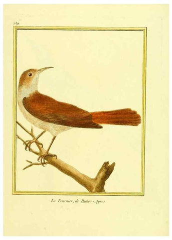 Reproducción/Reproduction 49639613578: Planches enluminées d'histoire naturelle. Paris? :s.n.,1765-1783?. 