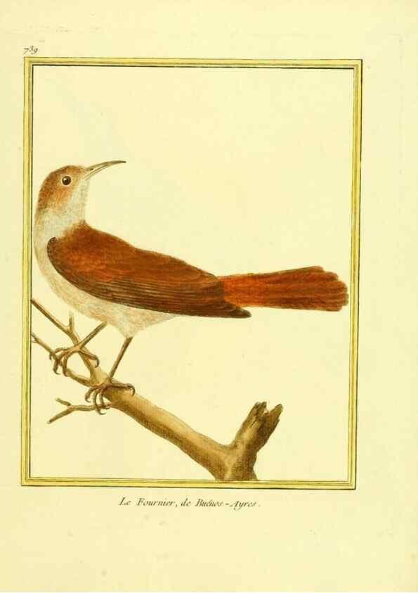 Reproducción/Reproduction 49639613578: Planches enluminées d'histoire naturelle. Paris? :s.n.,1765-1783?. 
