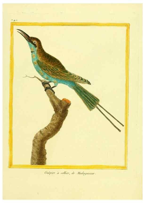 Reproducción/Reproduction 49639613868: Planches enluminées d'histoire naturelle. Paris? :s.n.,1765-1783?. 