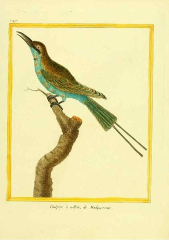 Reproducción/Reproduction 49639613868: Planches enluminées d'histoire naturelle. Paris? :s.n.,1765-1783?. 
