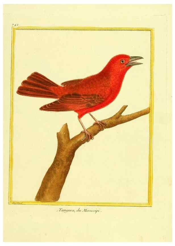 Reproducción/Reproduction 49640138236: Planches enluminées d'histoire naturelle. Paris? :s.n.,1765-1783?. 
