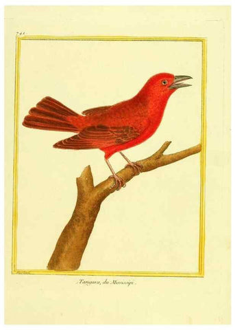 Reproducción/Reproduction 49640138236: Planches enluminées d'histoire naturelle. Paris? :s.n.,1765-1783?. 