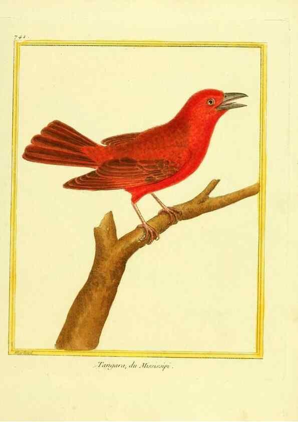 Reproducción/Reproduction 49640138236: Planches enluminées d'histoire naturelle. Paris? :s.n.,1765-1783?. 
