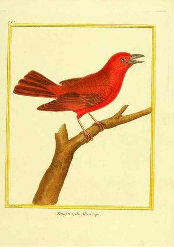 Reproducción/Reproduction 49640138236: Planches enluminées d'histoire naturelle. Paris? :s.n.,1765-1783?. 
