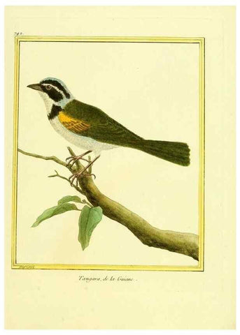 Reproducción/Reproduction 49640411242: Planches enluminées d'histoire naturelle. Paris? :s.n.,1765-1783?. 