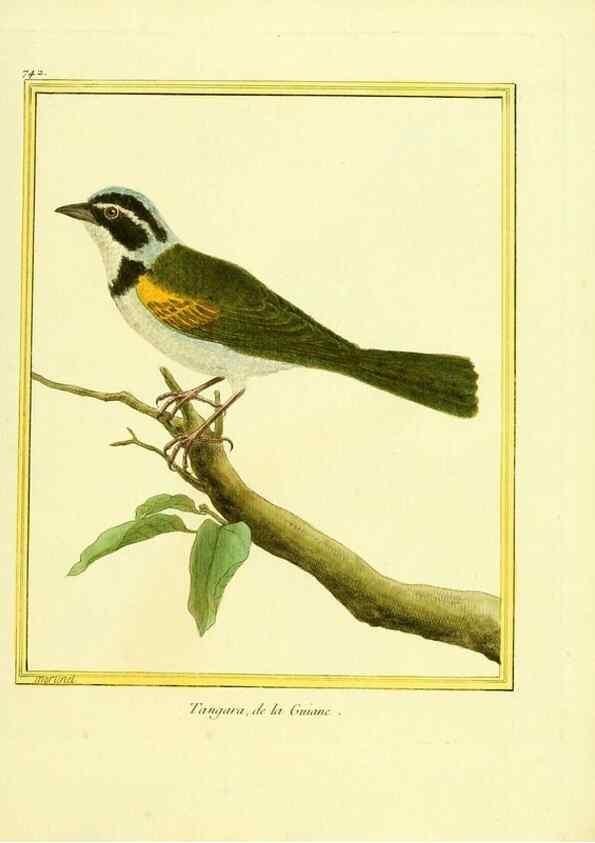 Reproducción/Reproduction 49640411242: Planches enluminées d'histoire naturelle. Paris? :s.n.,1765-1783?. 