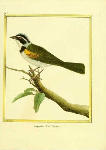 Reproducción/Reproduction 49640411242: Planches enluminées d'histoire naturelle. Paris? :s.n.,1765-1783?. 