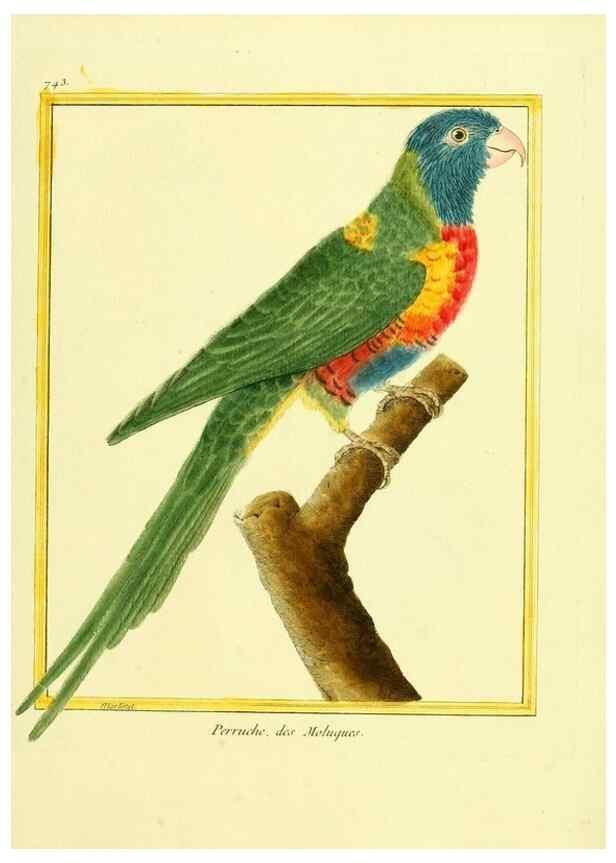 Reproducción/Reproduction 49639615318: Planches enluminées d'histoire naturelle. Paris? :s.n.,1765-1783?. 