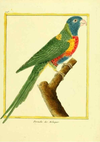 Reproducción/Reproduction 49639615318: Planches enluminées d'histoire naturelle. Paris? :s.n.,1765-1783?. 