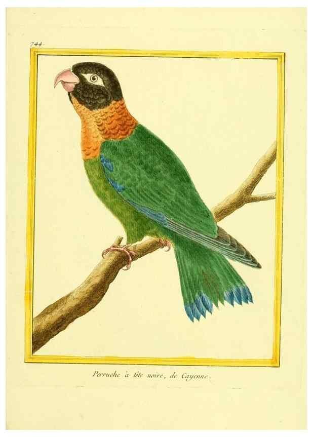 Reproducción/Reproduction 49639615538: Planches enluminées d'histoire naturelle. Paris? :s.n.,1765-1783?. 