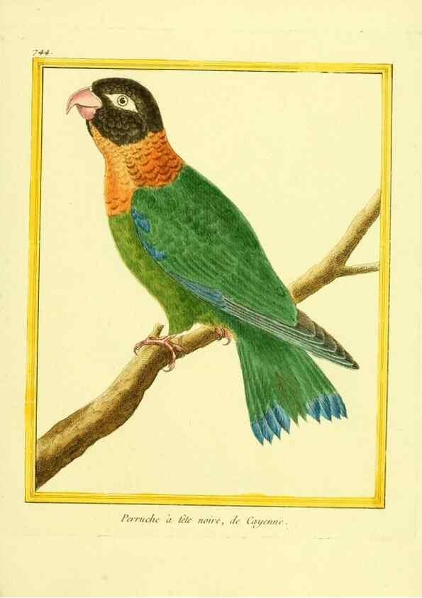 Reproducción/Reproduction 49639615538: Planches enluminées d'histoire naturelle. Paris? :s.n.,1765-1783?. 