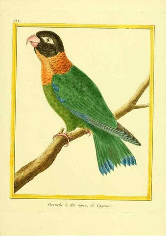 Reproducción/Reproduction 49639615538: Planches enluminées d'histoire naturelle. Paris? :s.n.,1765-1783?. 