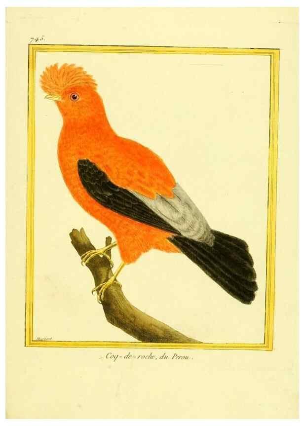Reproducción/Reproduction 49640139506: Planches enluminées d'histoire naturelle. Paris? :s.n.,1765-1783?. 