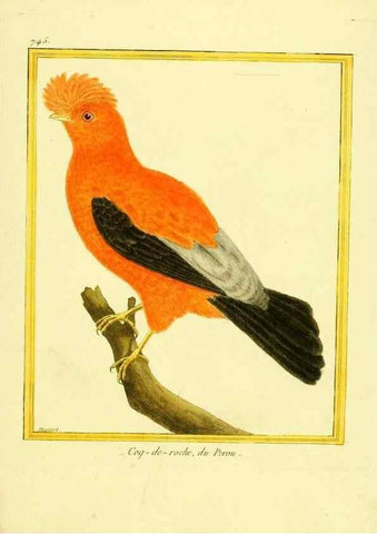 Reproducción/Reproduction 49640139506: Planches enluminées d'histoire naturelle. Paris? :s.n.,1765-1783?. 