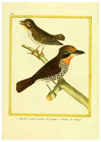 Reproducción/Reproduction 49640412277: Planches enluminées d'histoire naturelle. Paris? :s.n.,1765-1783?. 