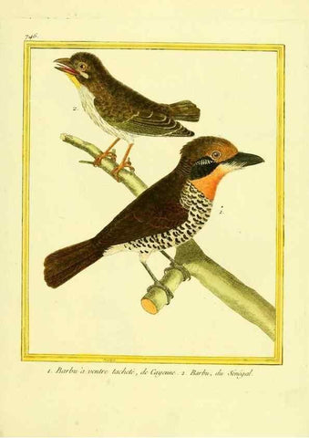 Reproducción/Reproduction 49640412277: Planches enluminées d'histoire naturelle. Paris? :s.n.,1765-1783?. 