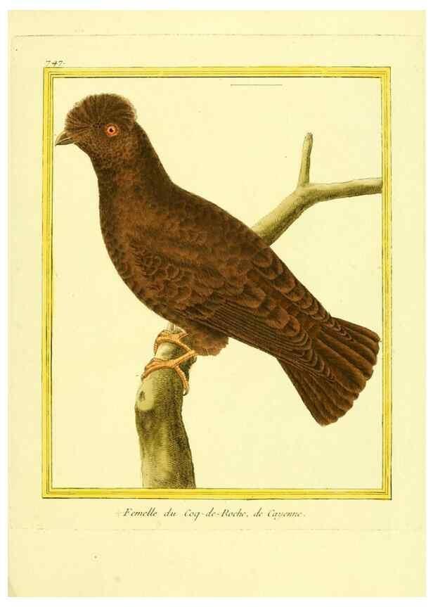 Reproducción/Reproduction 49640412542: Planches enluminées d'histoire naturelle. Paris? :s.n.,1765-1783?. 