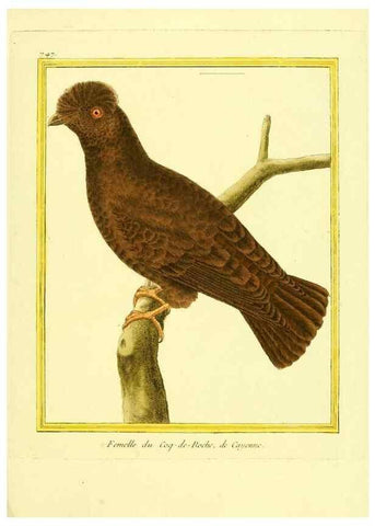 Reproducción/Reproduction 49640412542: Planches enluminées d'histoire naturelle. Paris? :s.n.,1765-1783?. 