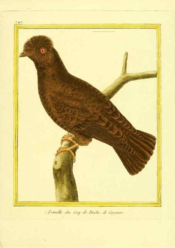 Reproducción/Reproduction 49640412542: Planches enluminées d'histoire naturelle. Paris? :s.n.,1765-1783?. 