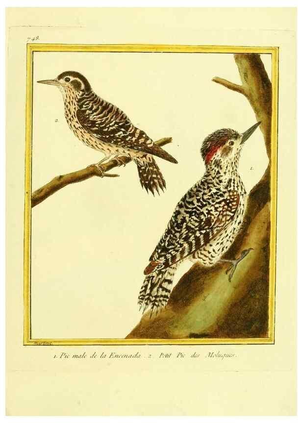 Reproducción/Reproduction 49639616433: Planches enluminées d'histoire naturelle. Paris? :s.n.,1765-1783?. 